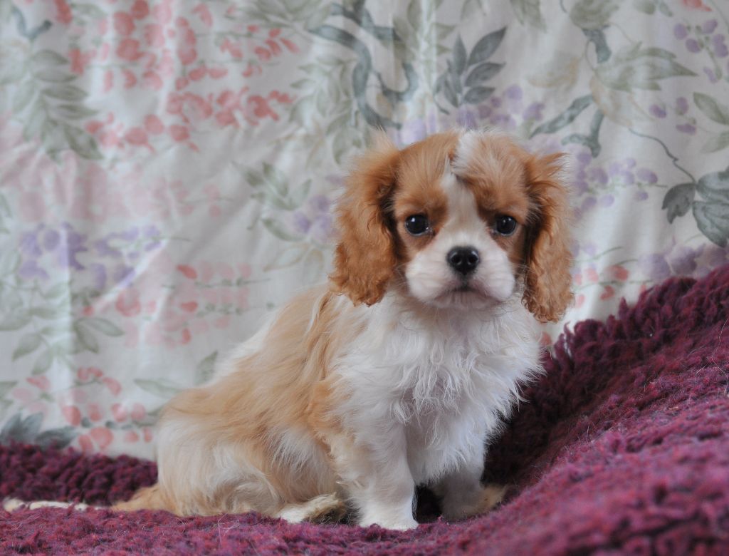 des jardins de montet - Chiot disponible  - Cavalier King Charles Spaniel