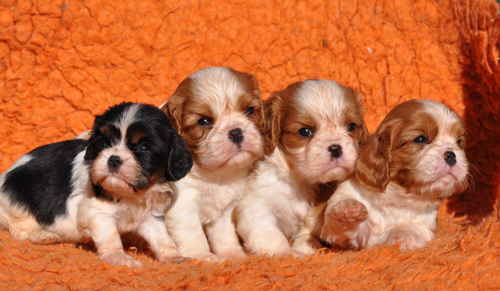 chiot Cavalier King Charles Spaniel des jardins de montet