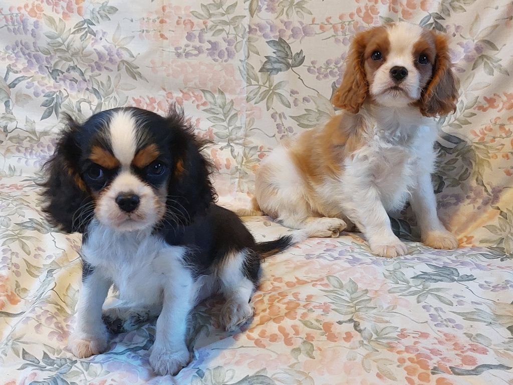 chiot Cavalier King Charles Spaniel des jardins de montet