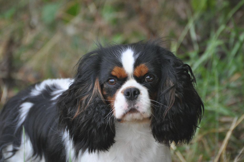 Roxy des jardins de montet