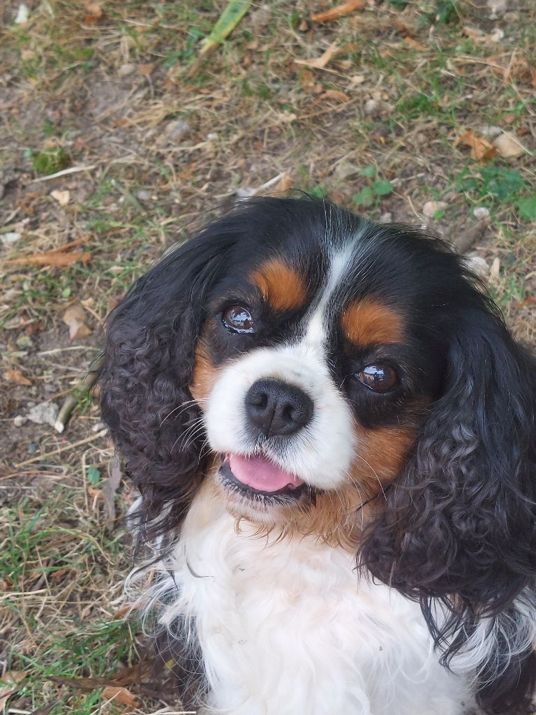 Rhapsodie du Clos de Gastofer