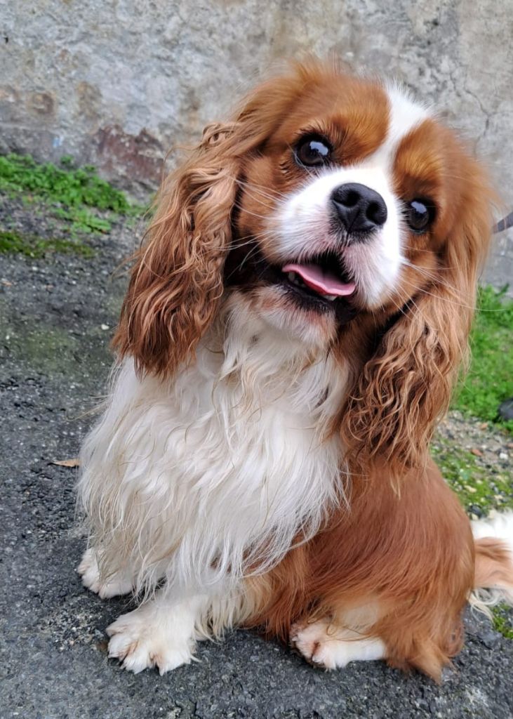 First love of the cozy cavaliers