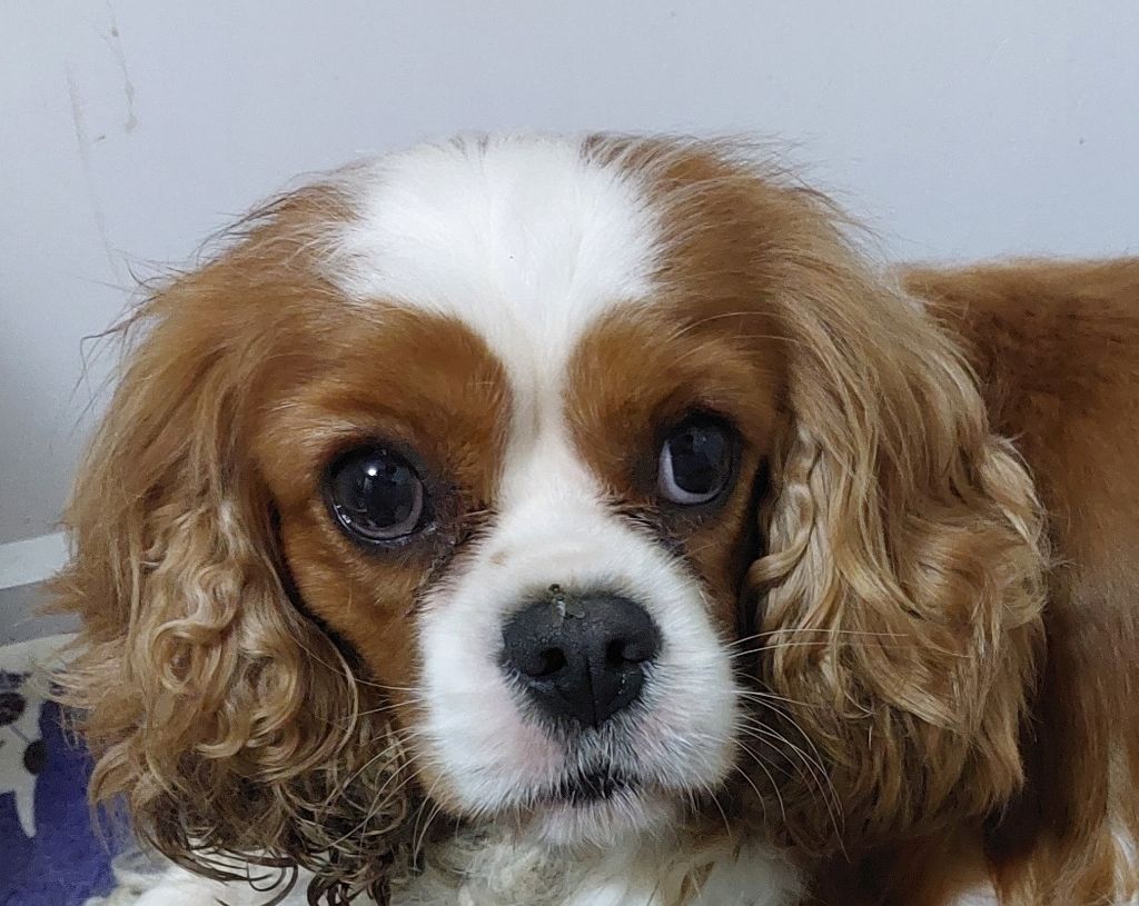 Ugoline des jardins de montet