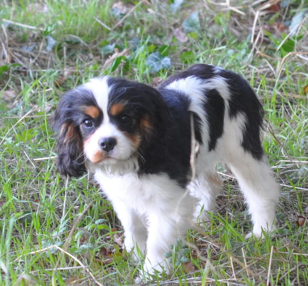 des jardins de montet - Chiots disponibles - Cavalier King Charles Spaniel