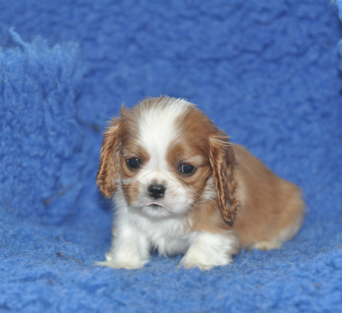 des jardins de montet - Chiots disponibles - Cavalier King Charles Spaniel