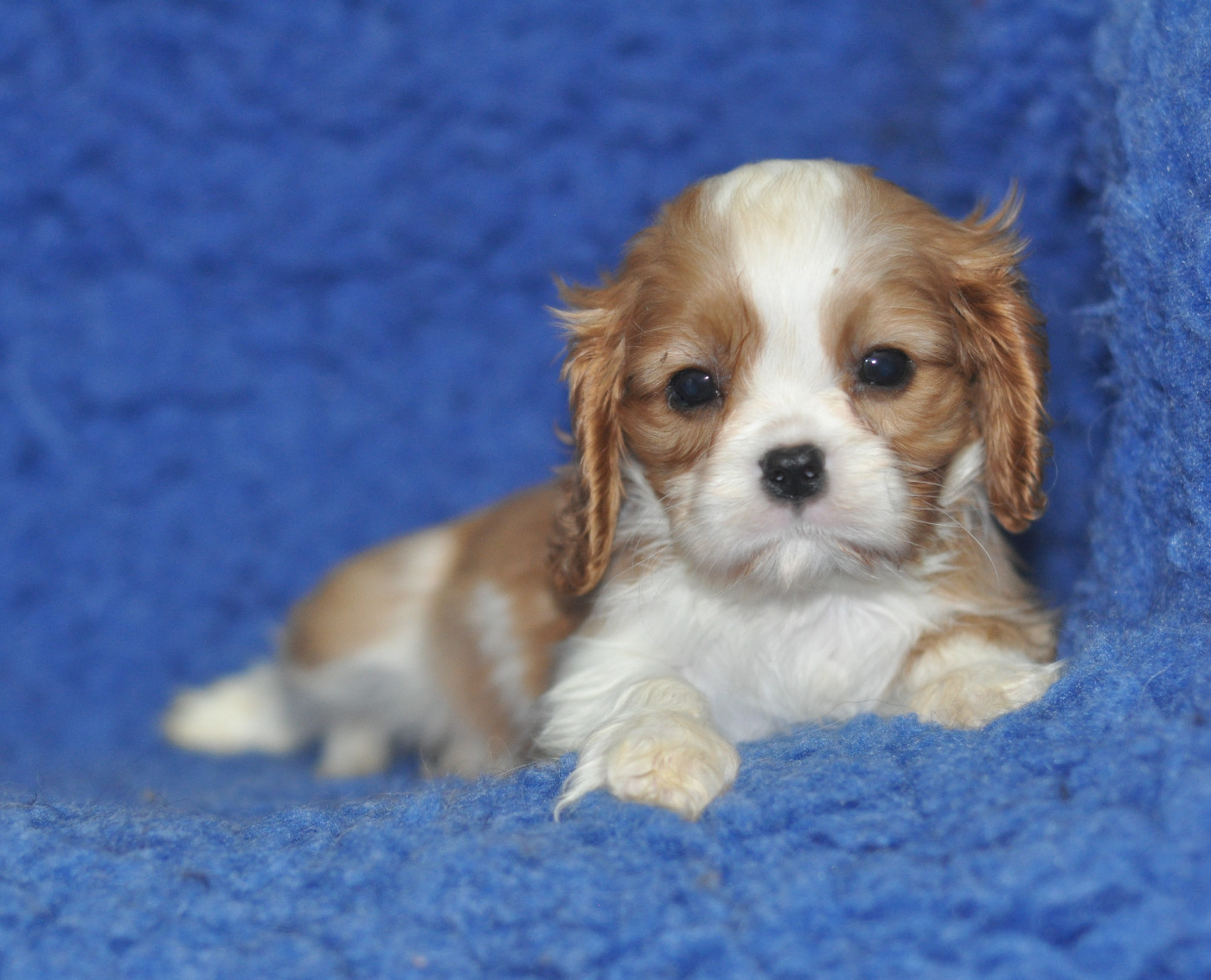 des jardins de montet - Chiots disponibles - Cavalier King Charles Spaniel