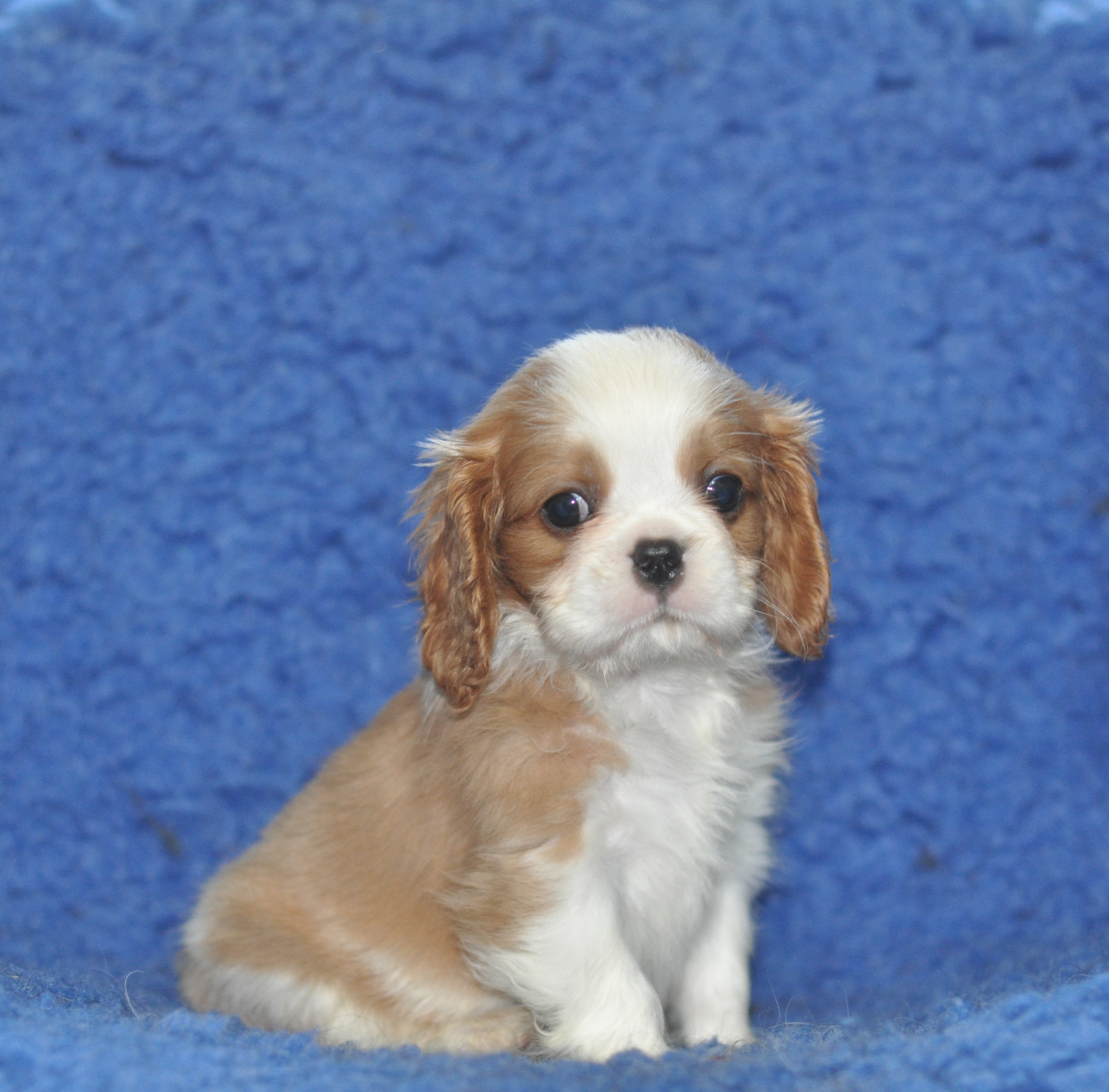 des jardins de montet - Chiots disponibles - Cavalier King Charles Spaniel