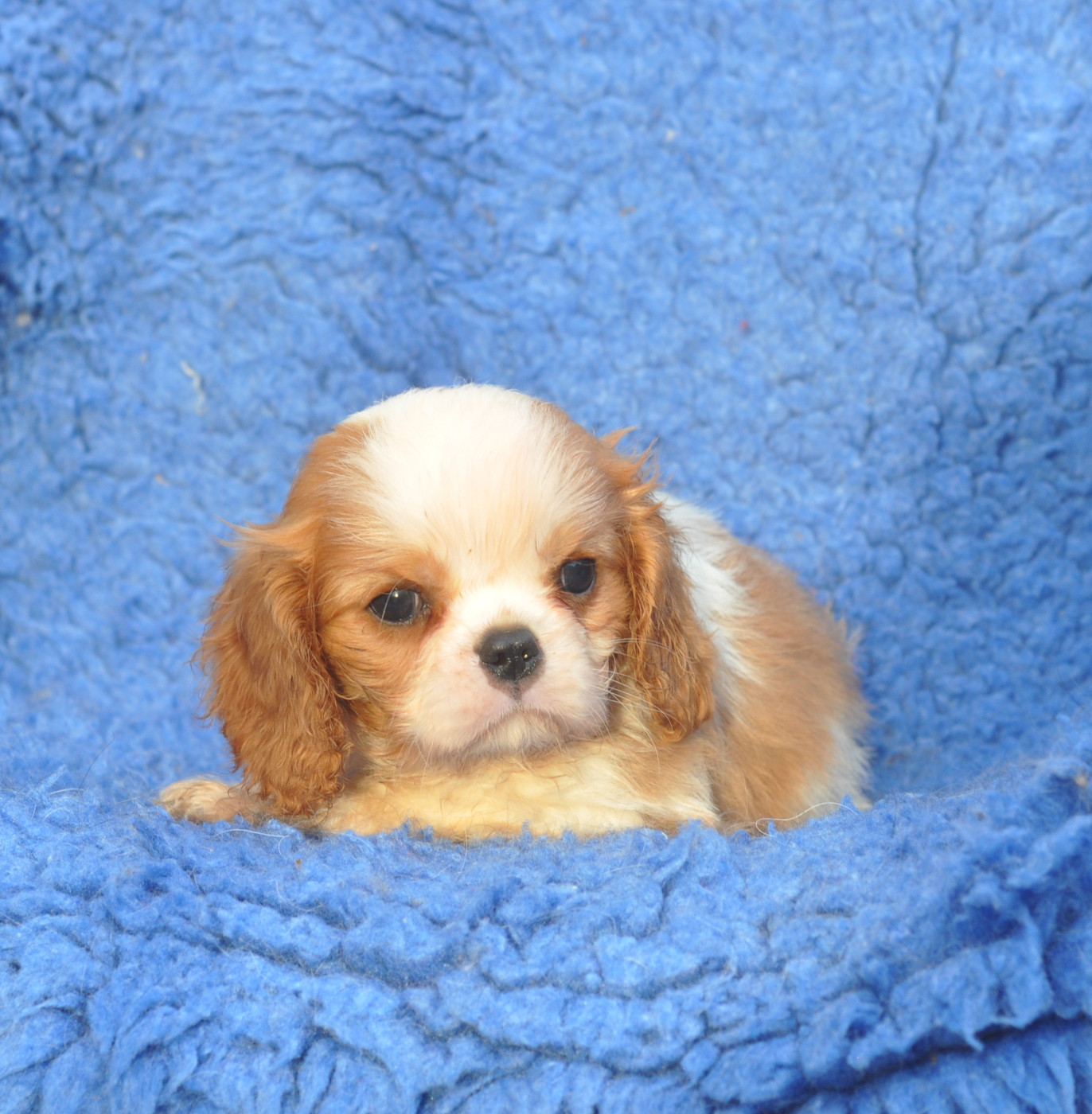 des jardins de montet - Chiots disponibles - Cavalier King Charles Spaniel