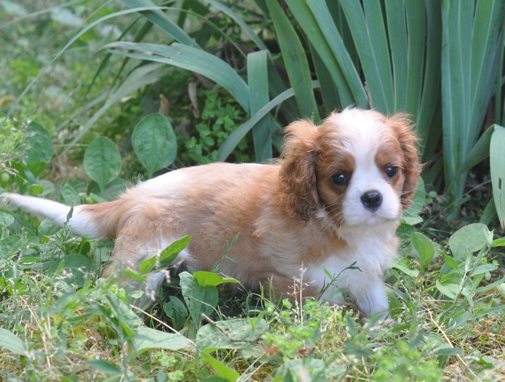 des jardins de montet - Cavalier King Charles Spaniel - Portée née le 27/05/2025
