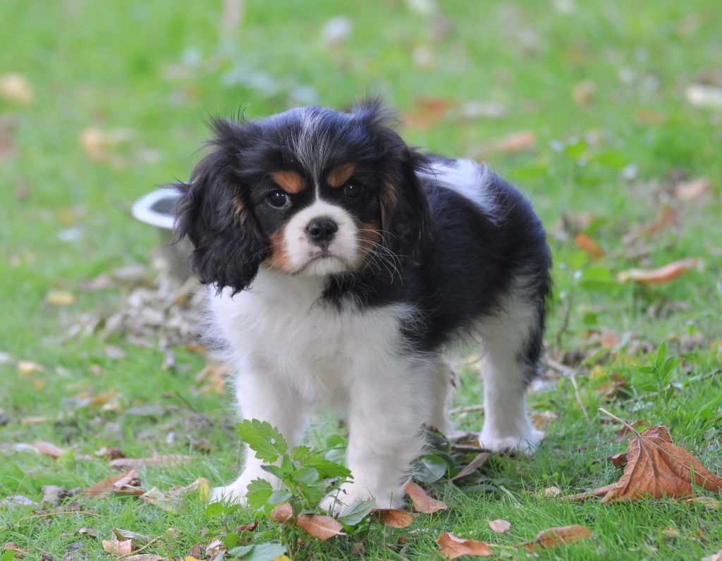 des jardins de montet - Chiots disponibles - Cavalier King Charles Spaniel