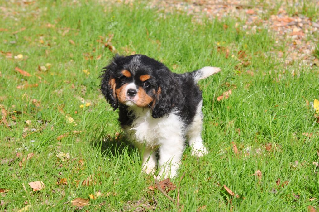 des jardins de montet - Chiots disponibles - Cavalier King Charles Spaniel