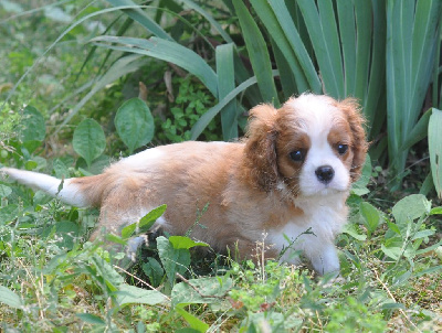 chiot
