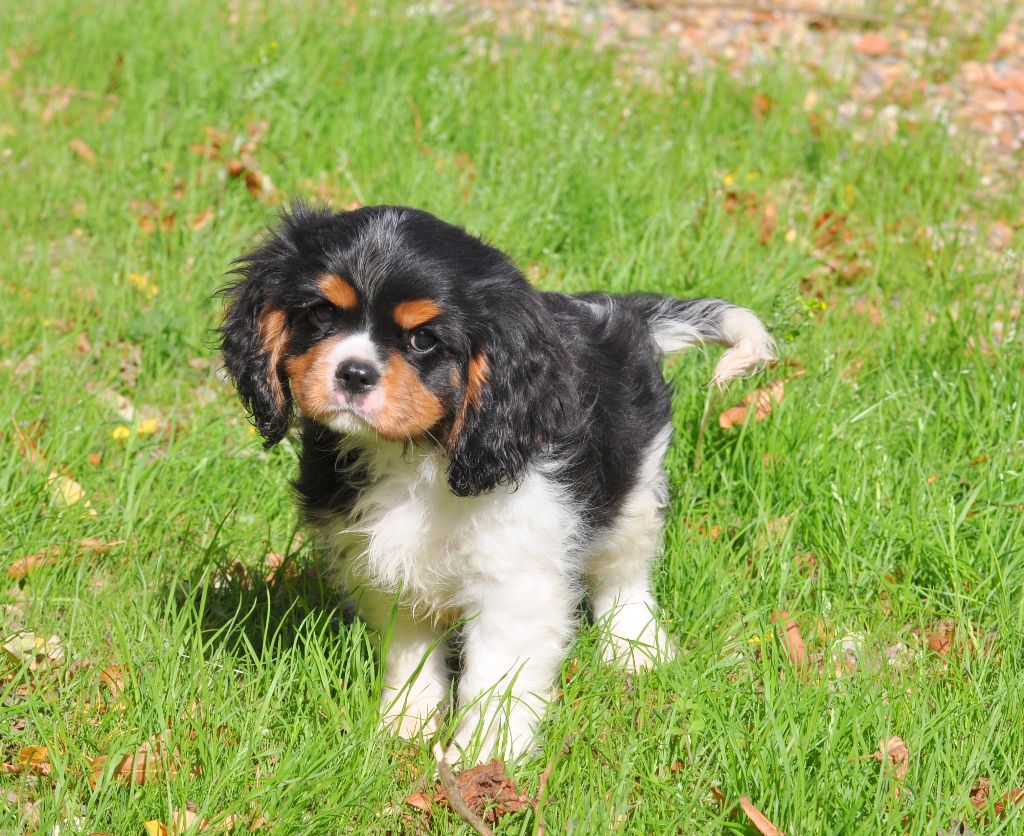des jardins de montet - Cavalier King Charles Spaniel - Portée née le 01/07/2025